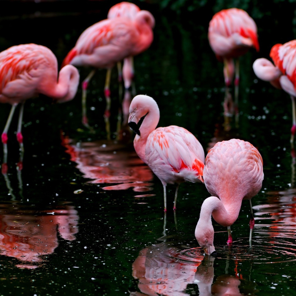 Фламинго кормятся на озере