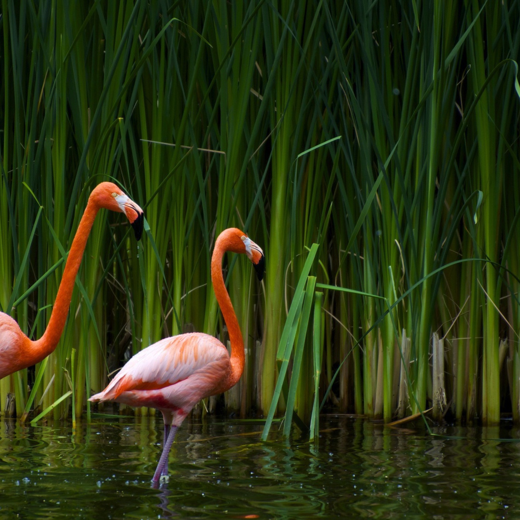 Фламинго в камышах