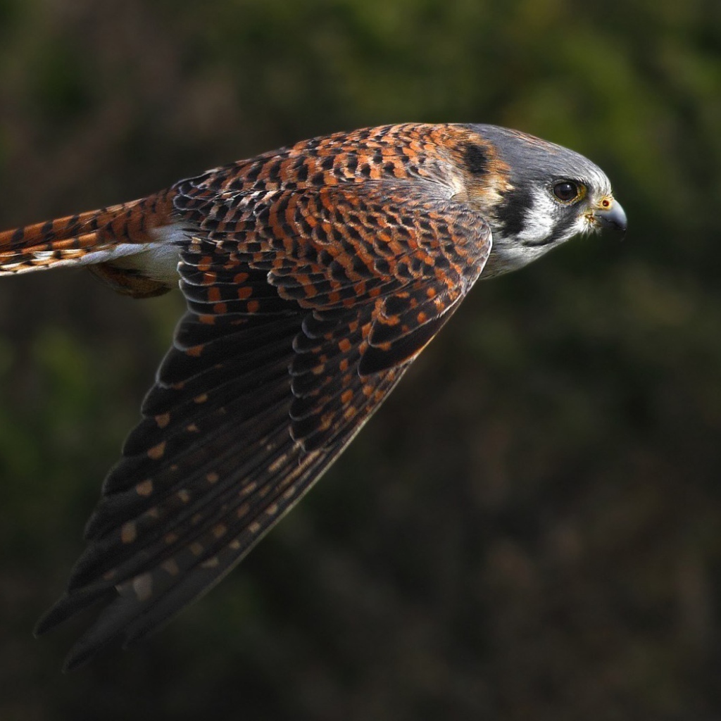 Полет сокола на фоне зелени