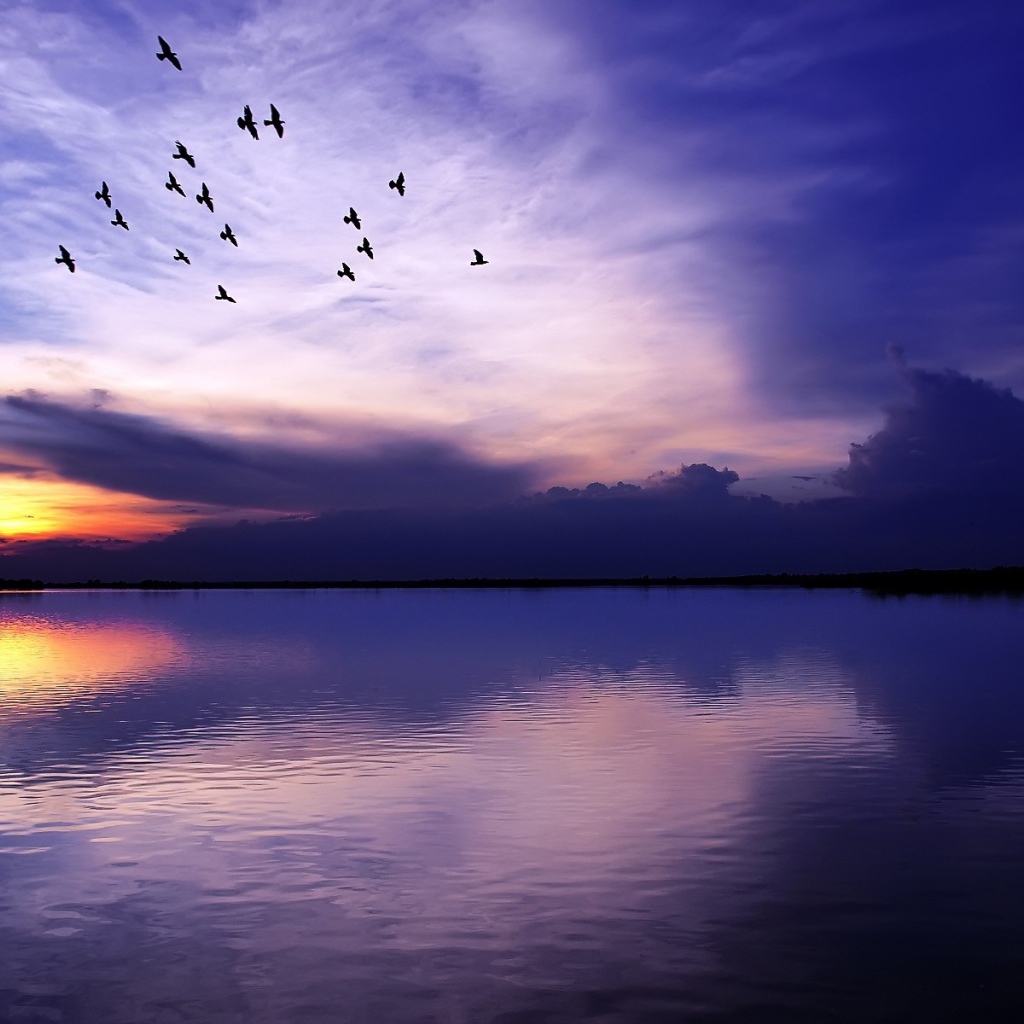Flock of birds flying over the lake