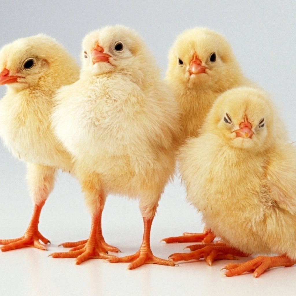 Четверка желтых цыплят