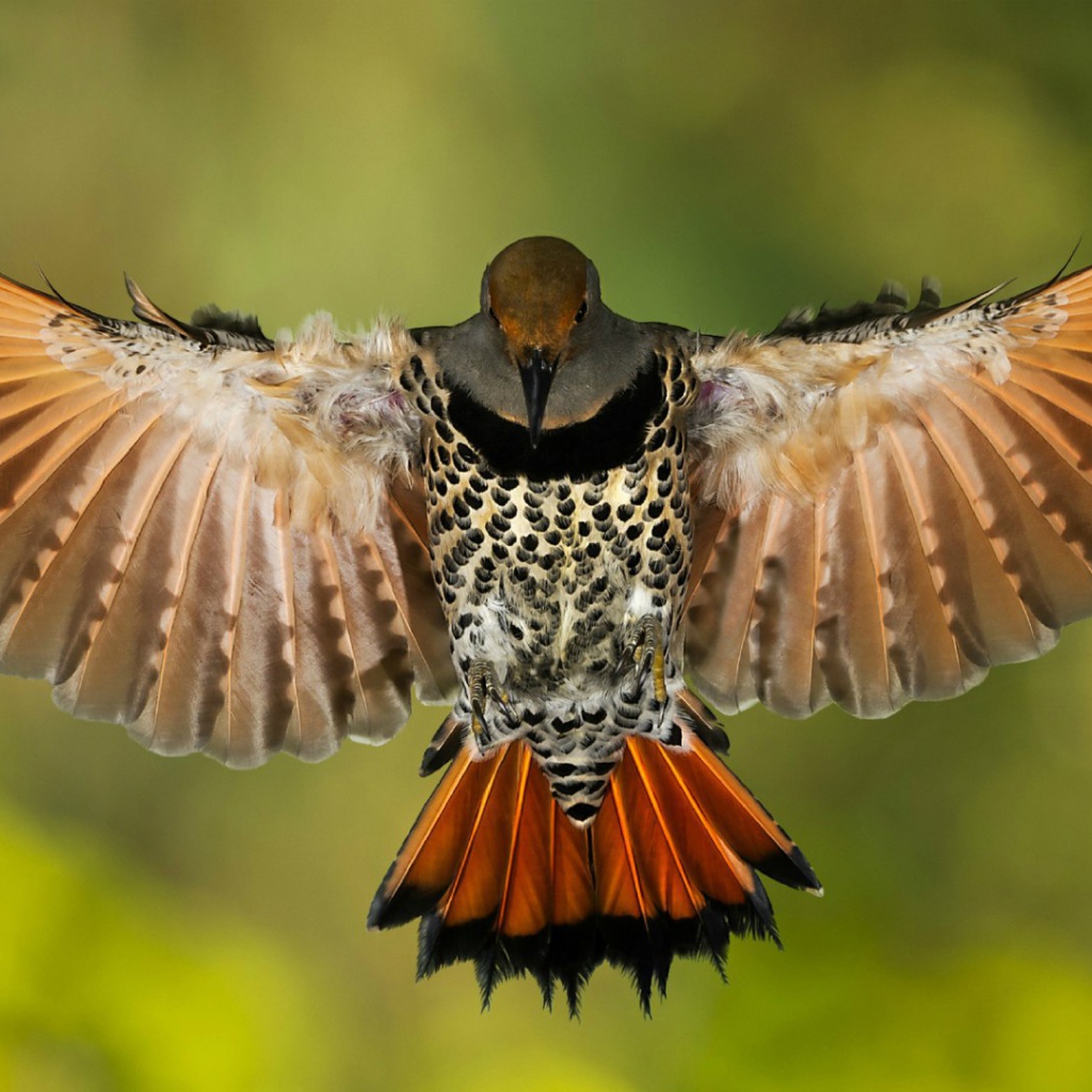 Золотой ширококлювый дятeл