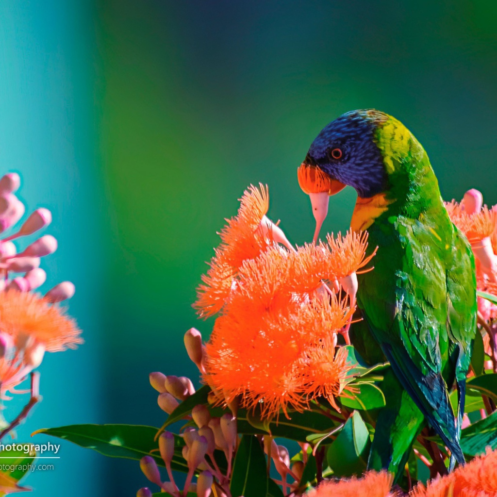Зеленый попугай на красных цветах