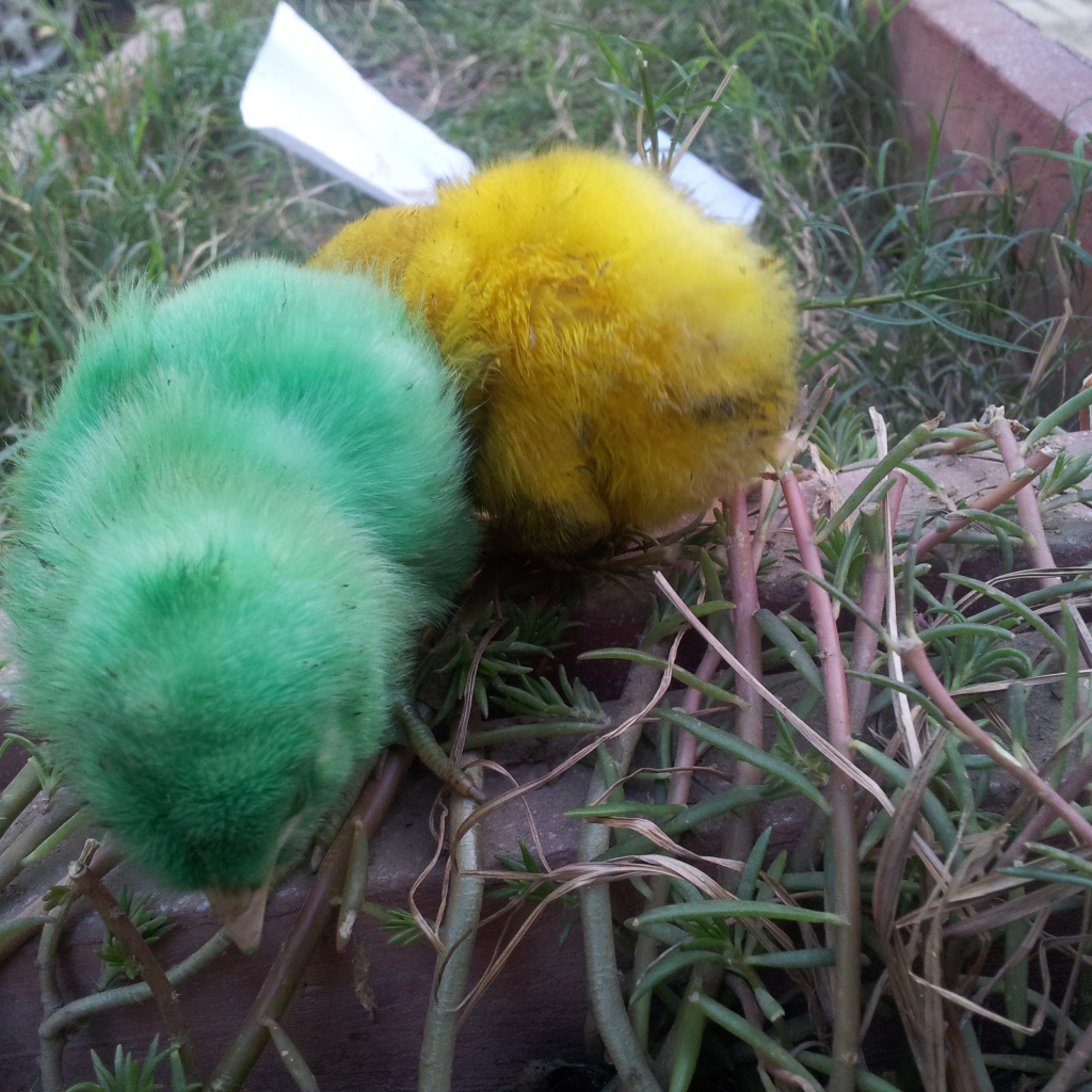 Зеленый и желтый цыплята