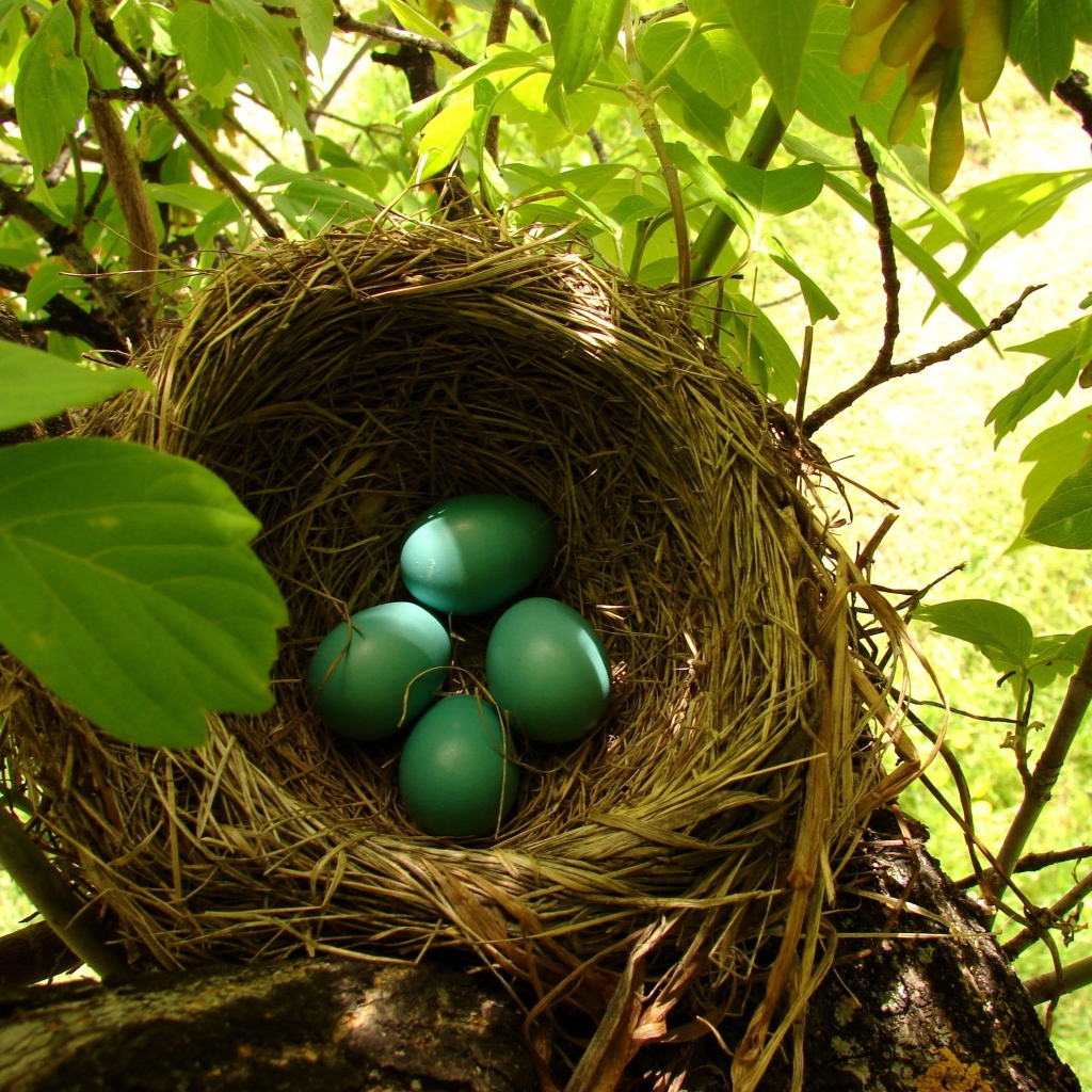 Зеленые яйца в гнезде