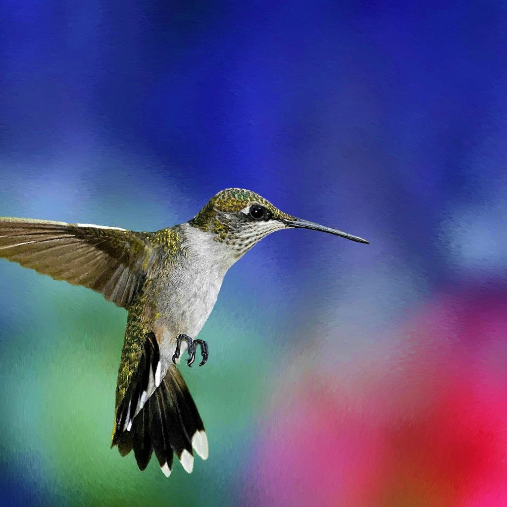 Зеленая колибри в воздухе