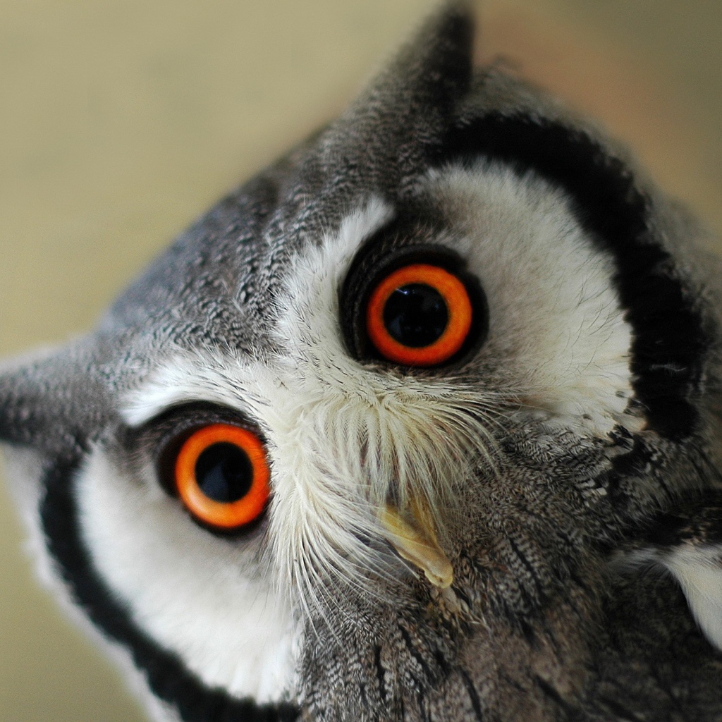 Серая сова с оранжевыми глазами