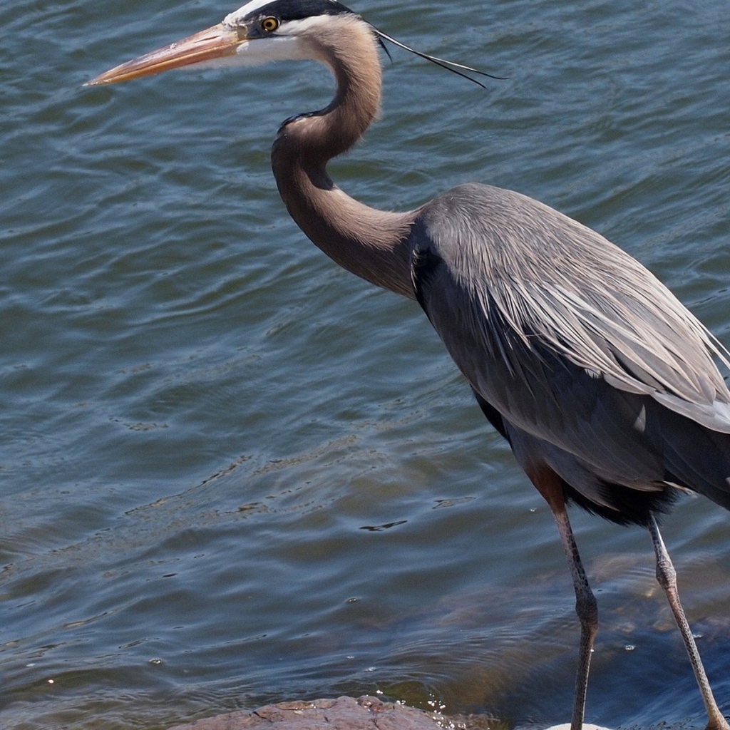 Серая цапля стоит у воды