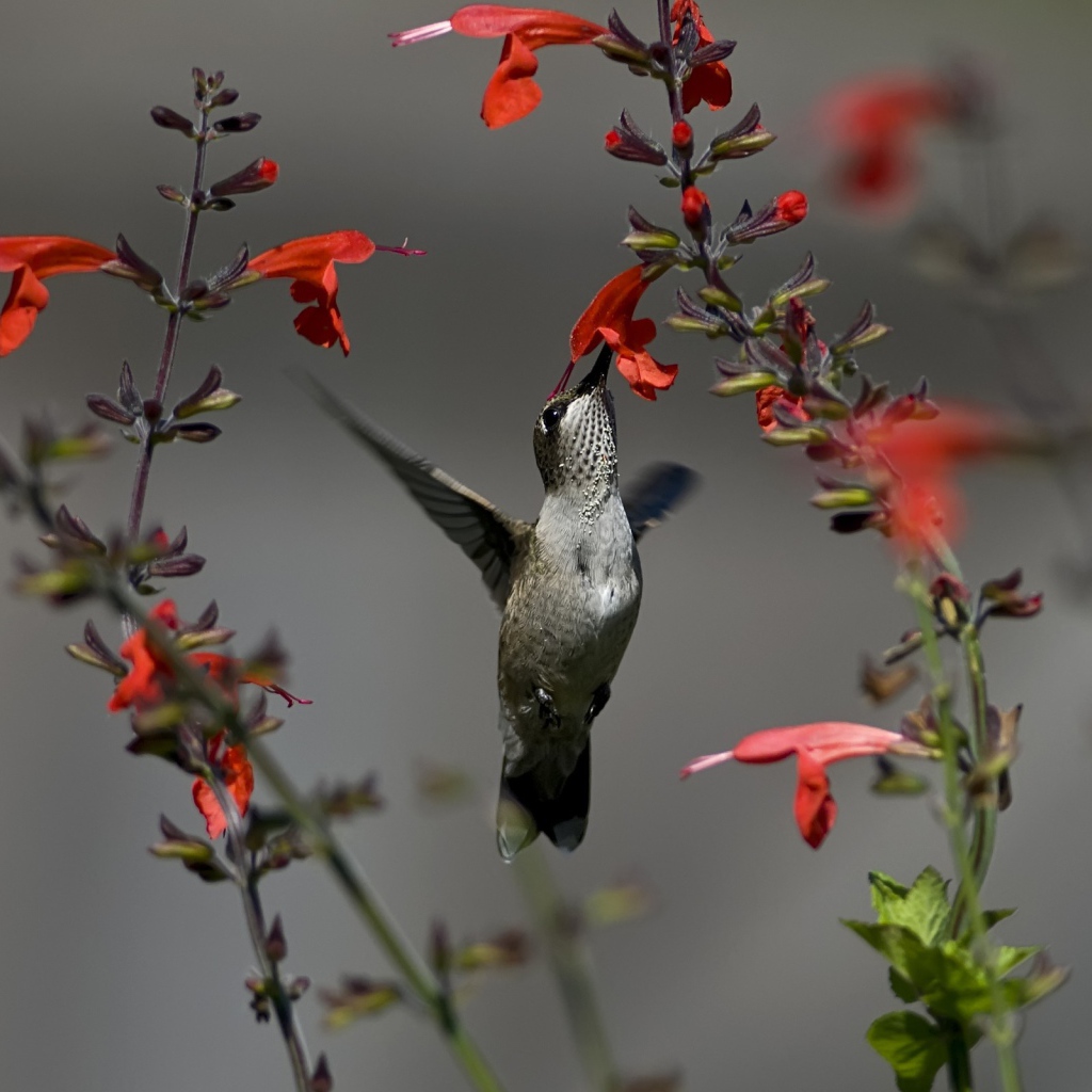 Серая колибри у красного цветка