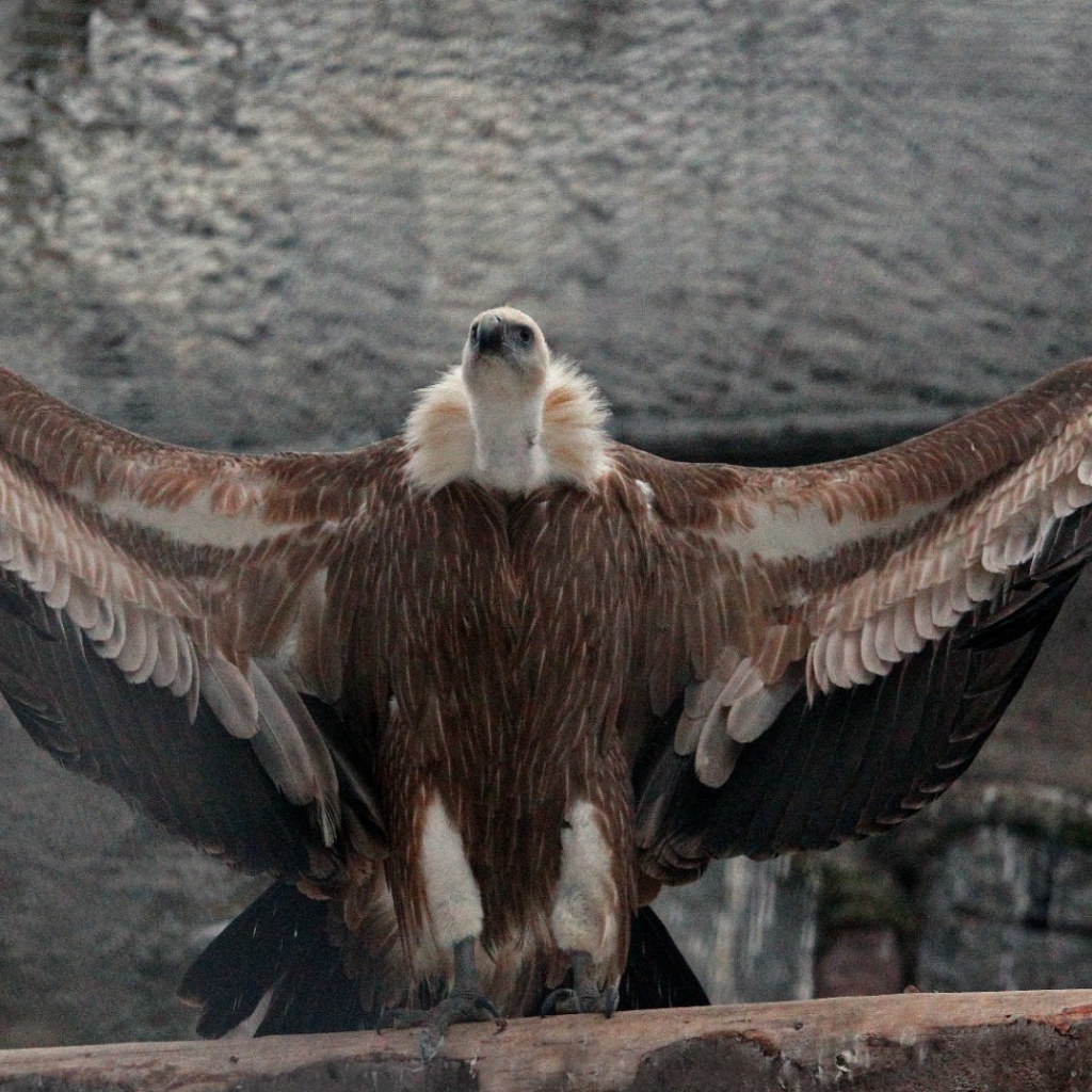 Белоголовый сип в Московском зоопарке