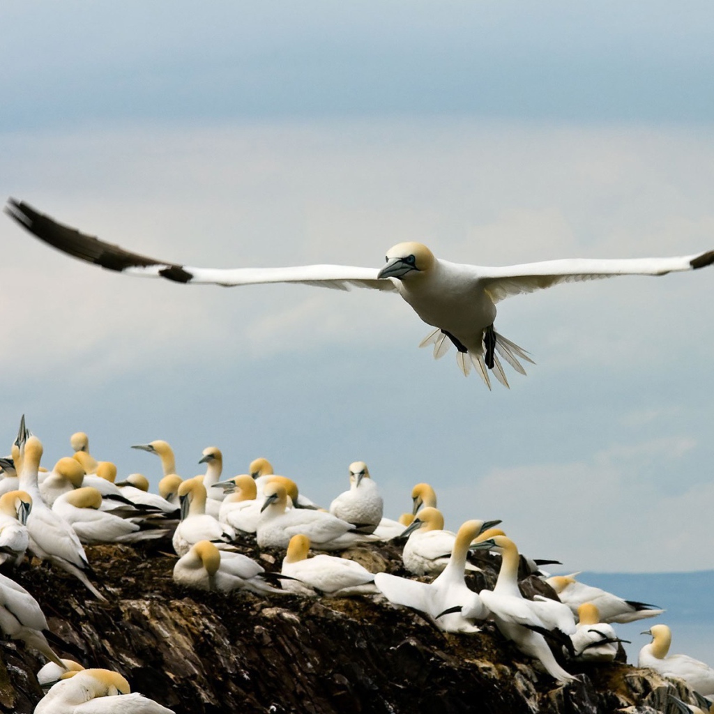 Гнездовье чаек на скале у моря