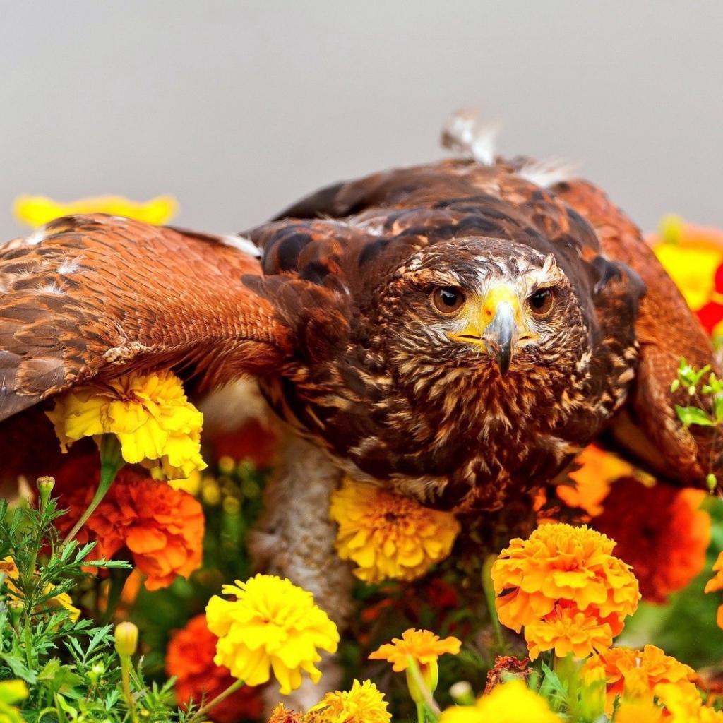 Ястреб сел на цветы