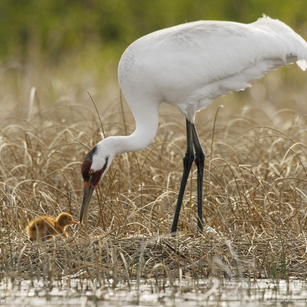 Цапля с детенышем на болоте