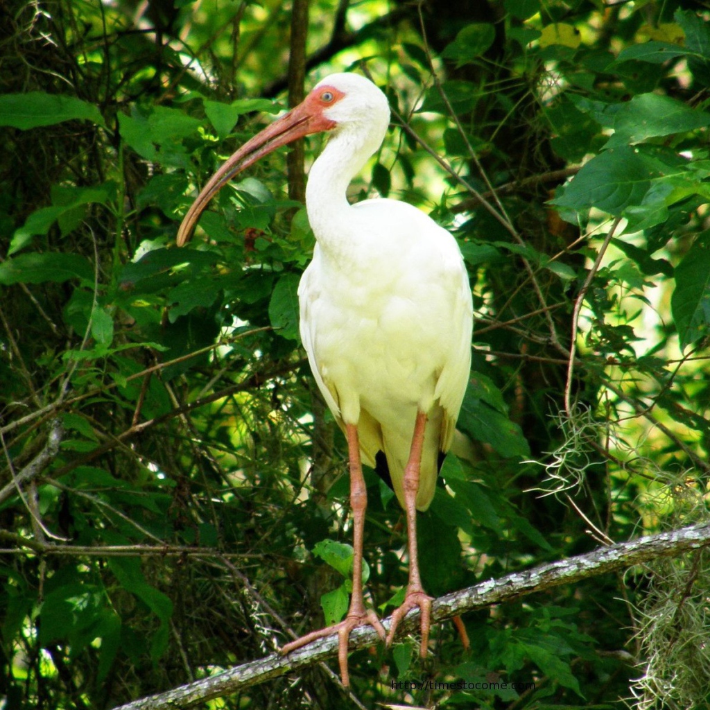 Цапля с желтыми перьями