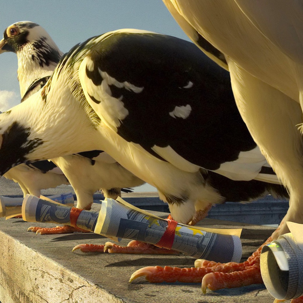 Почтовые голуби с посланиями на лапах