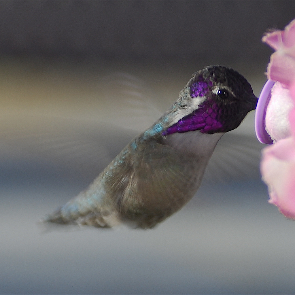 Колибри около розового цветка