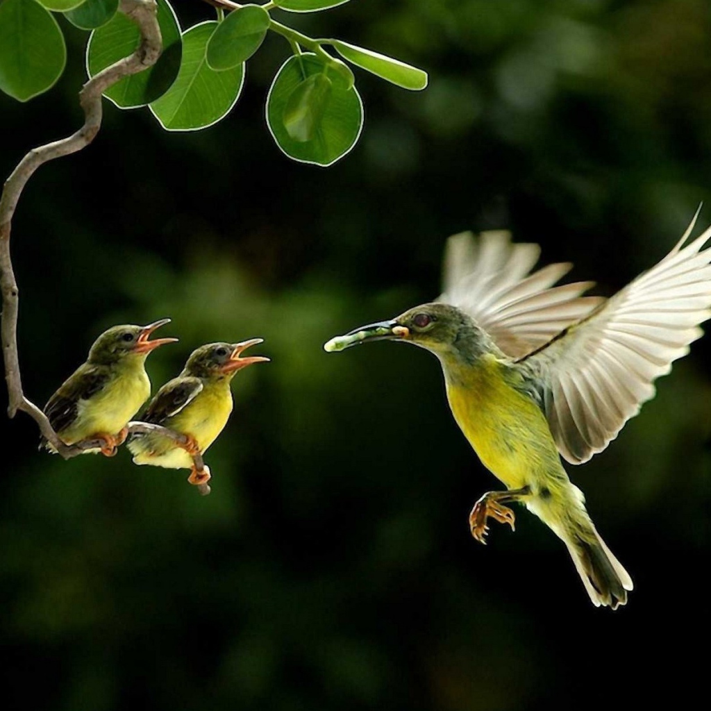 Колибри кормит своих птенцов