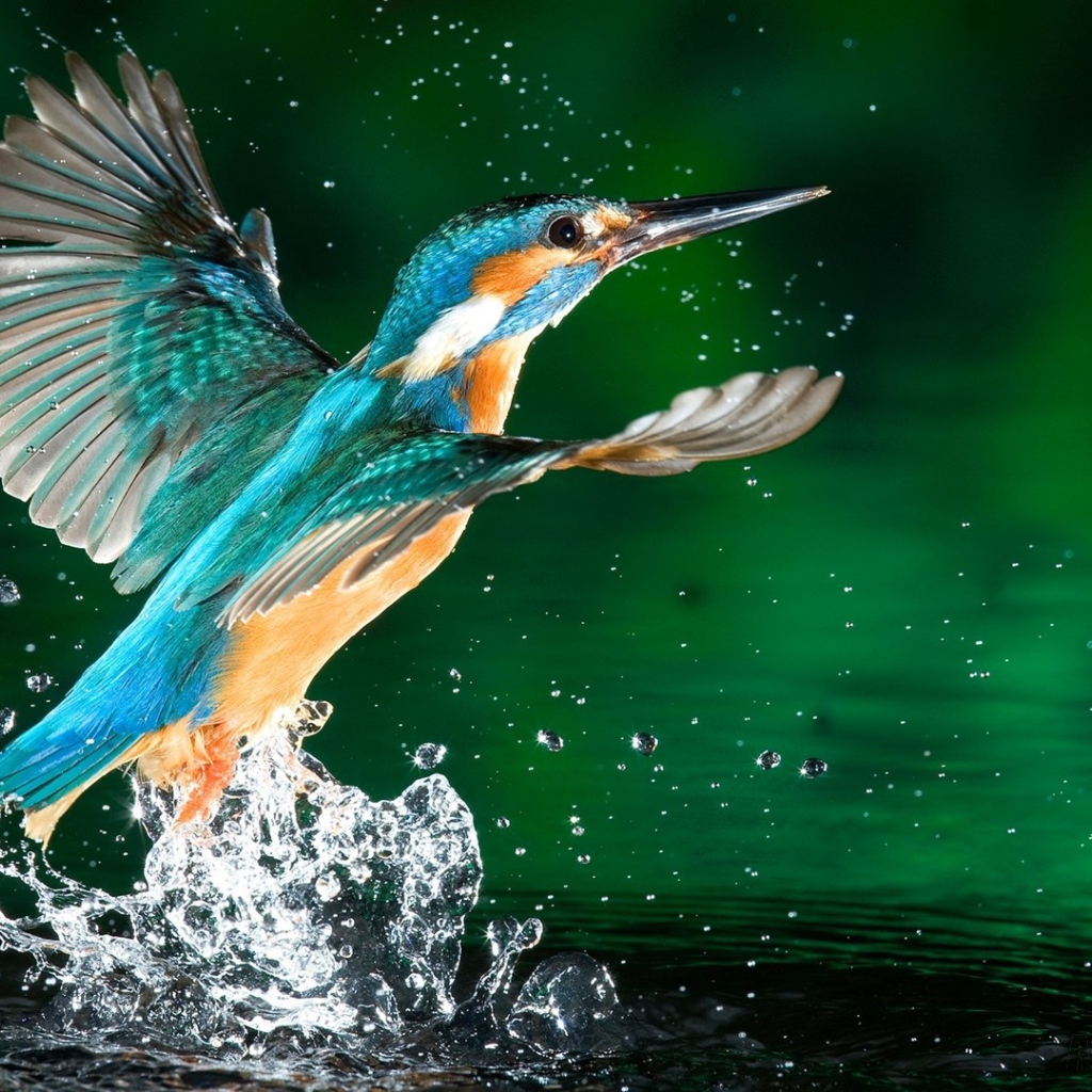 Птица зимородок в каплях воды