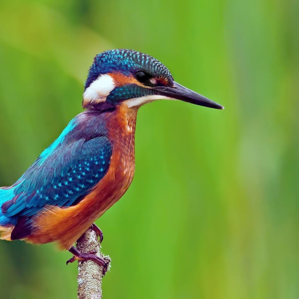 Птица зимородок сидит на ветке на фоне зелени