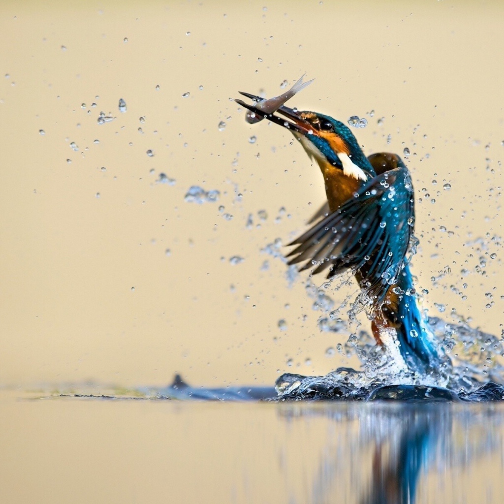 Зимородок поймал рыбку