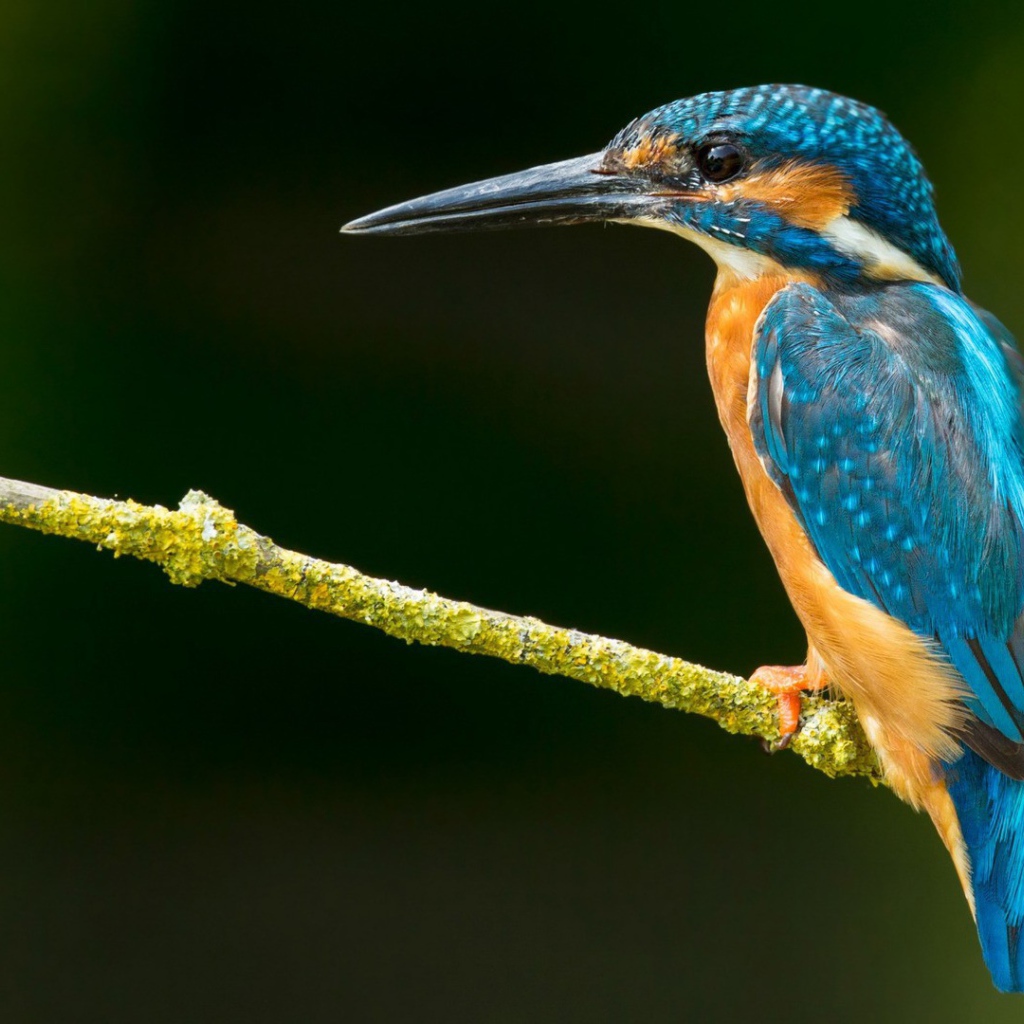 Зимородок на зеленой ветке