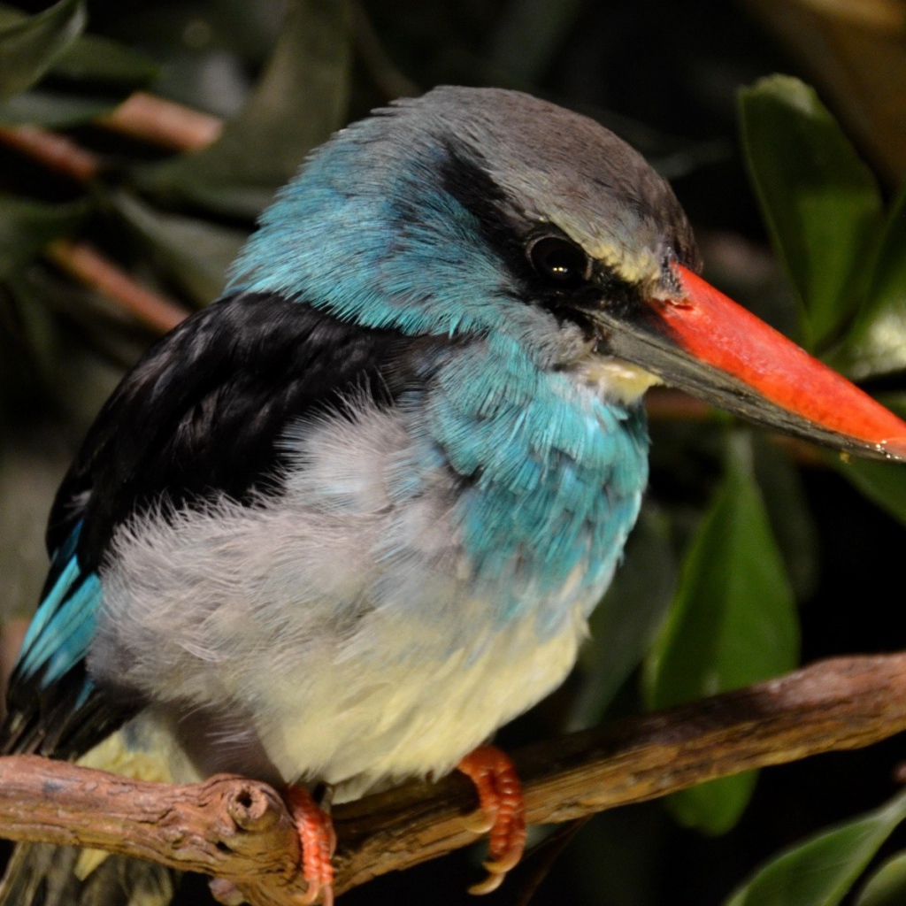 Зимородок с красным клювом