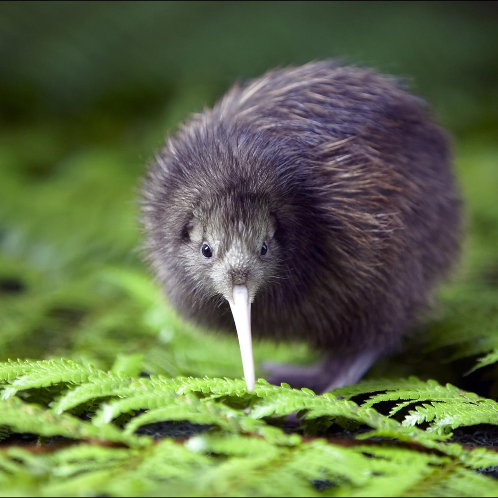 Птица киви среди зелени