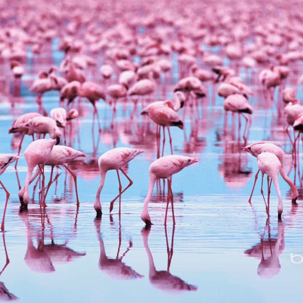 Озеро розовое от обилия фламинго