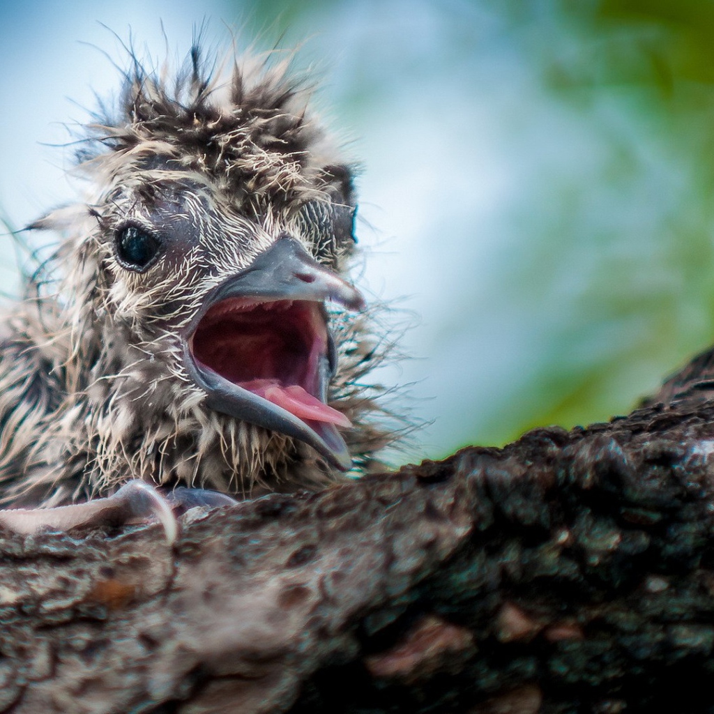 Маленький птенец в гнезде