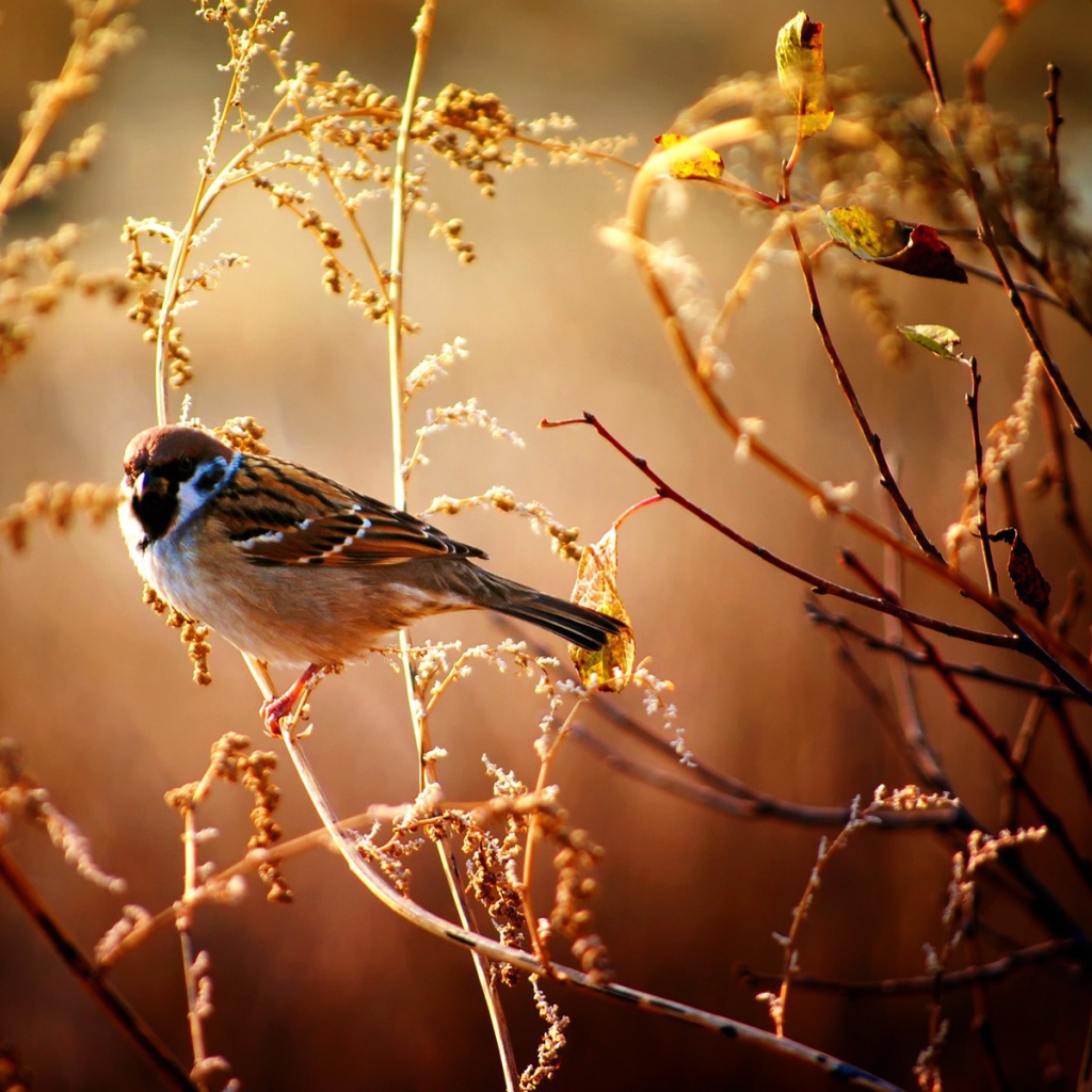 Маленький воробей сидит на ветке