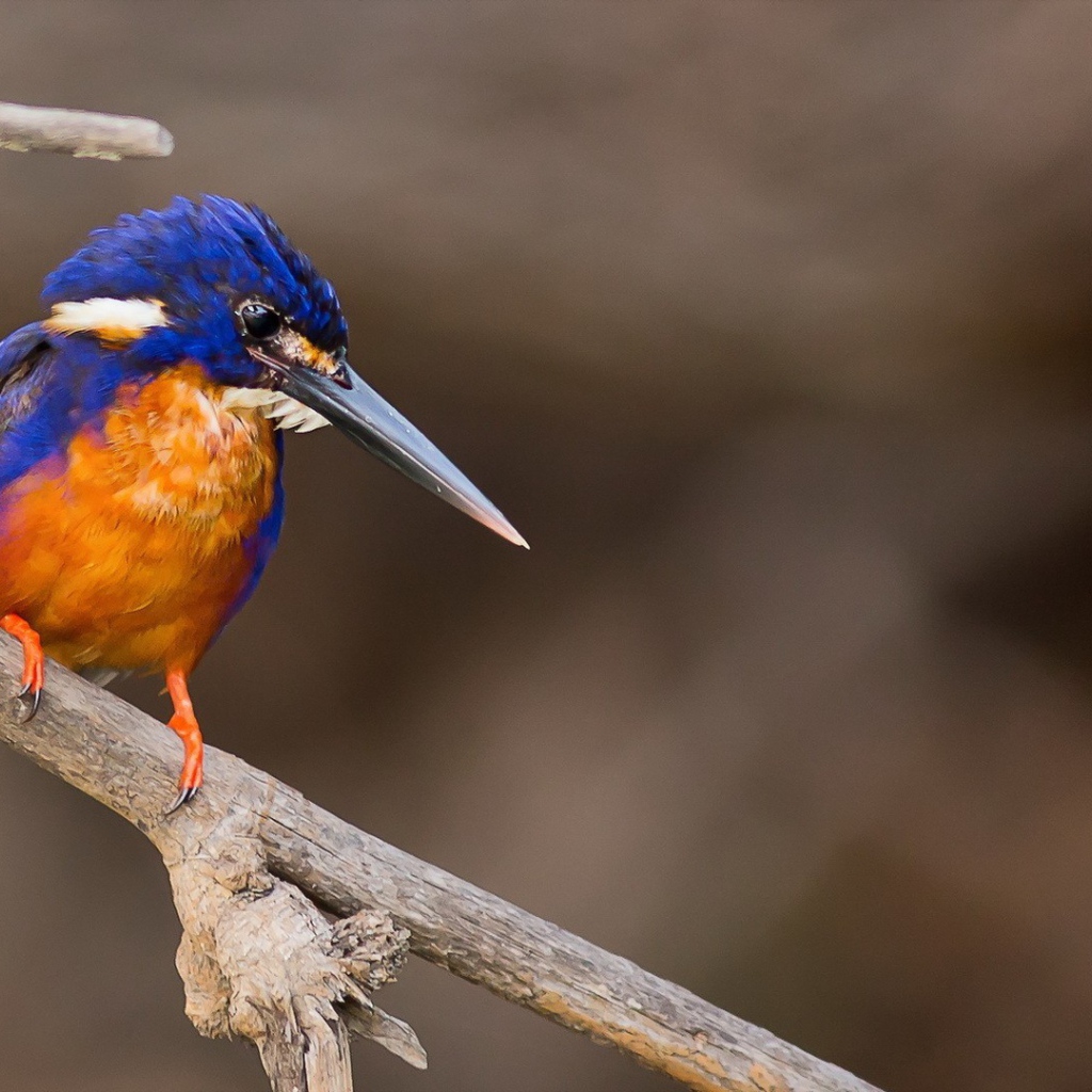 Длинноклювая птица зимородок