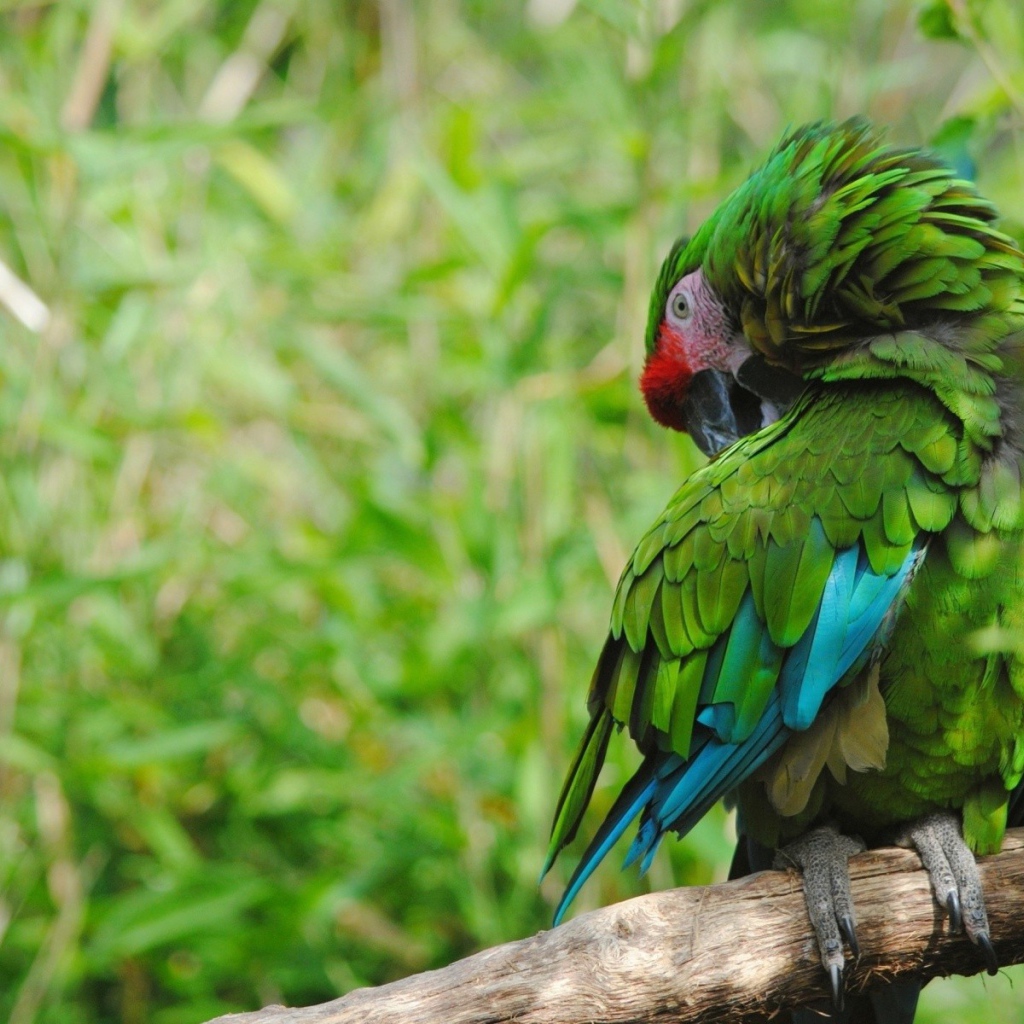 Роскошный зеленый попугай на фоне зелени