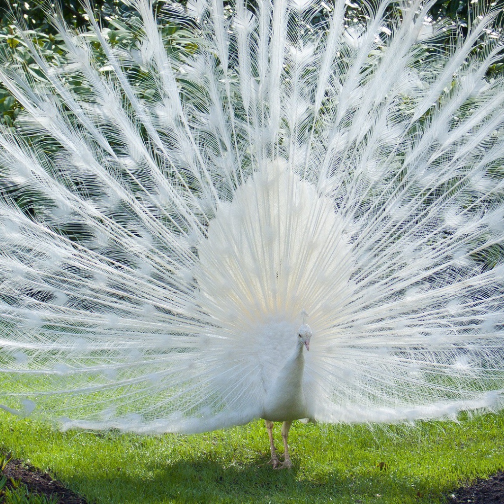 Роскошный хвост белого павлина