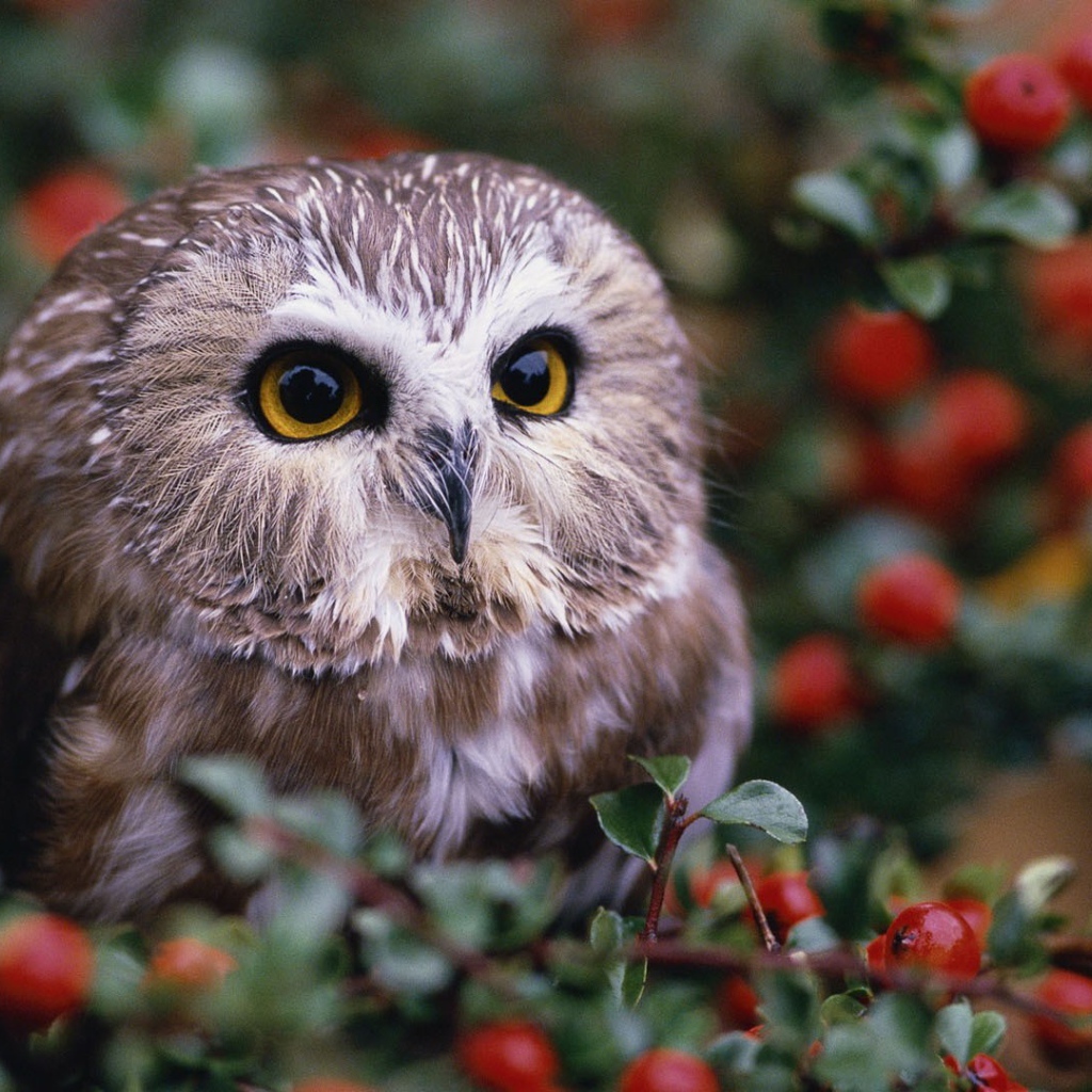 Сова среди красных ягод