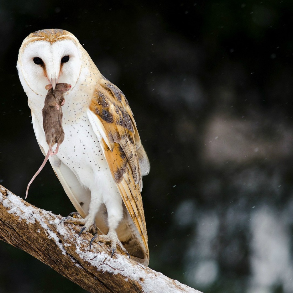 Сова поймала мышь