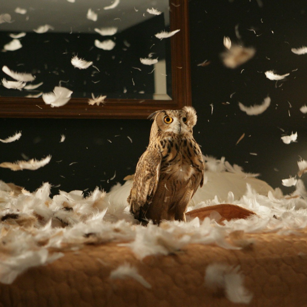 Сова в перьях