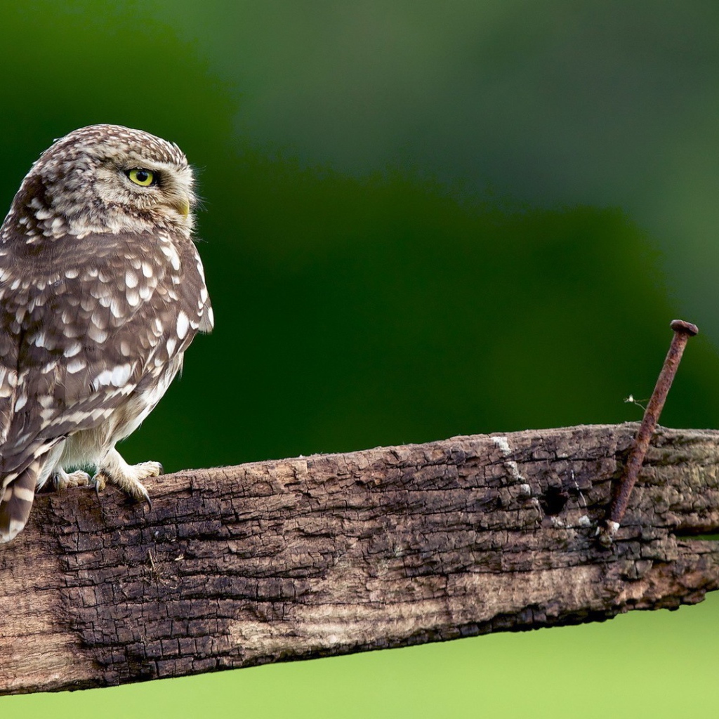 Сова на доске с гвоздем