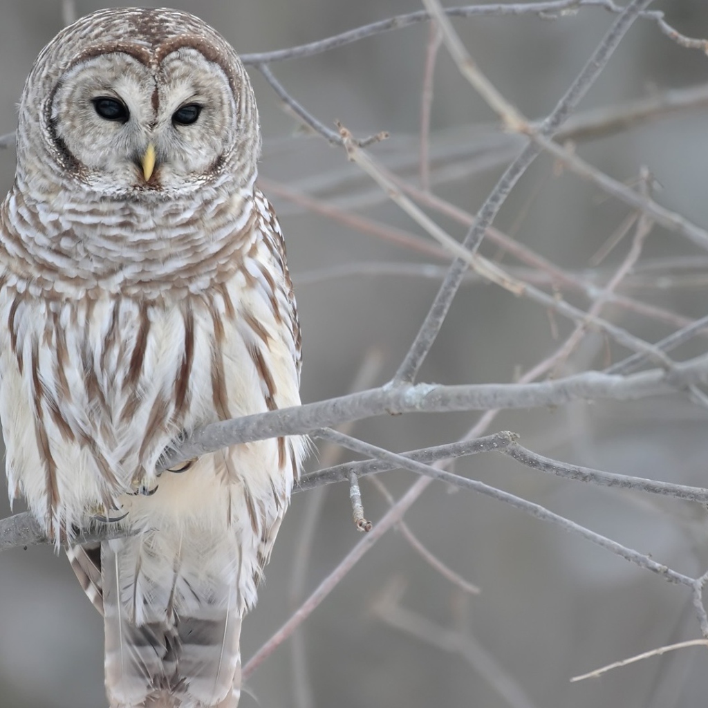 Сова на обледеневших ветках дерева