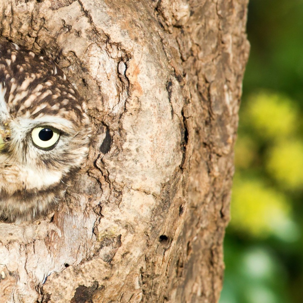 Сова сидит в дупле дерева