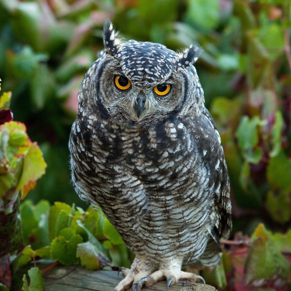 Сова сидит в винограднике