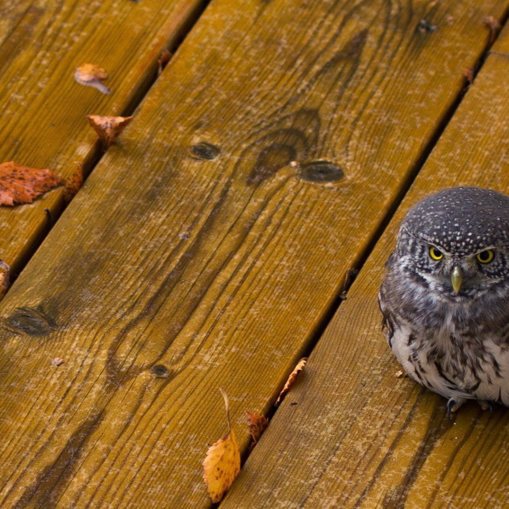 Совенок на деревянных досках