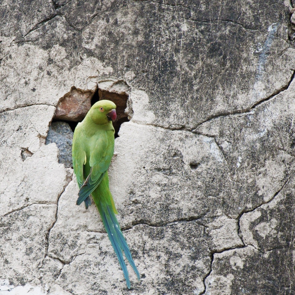 Попугай на потрескавшейся стене
