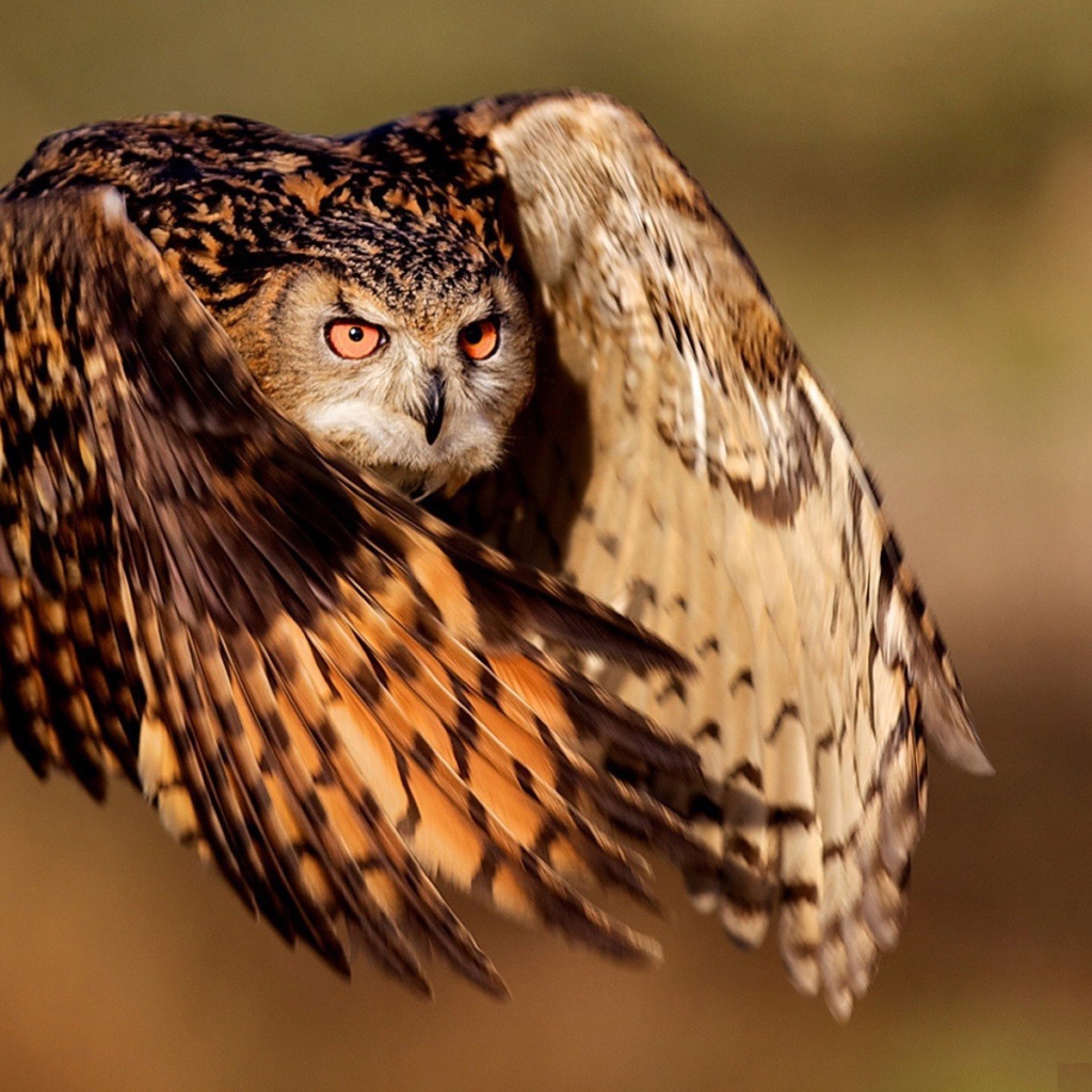 Фото совы в полете