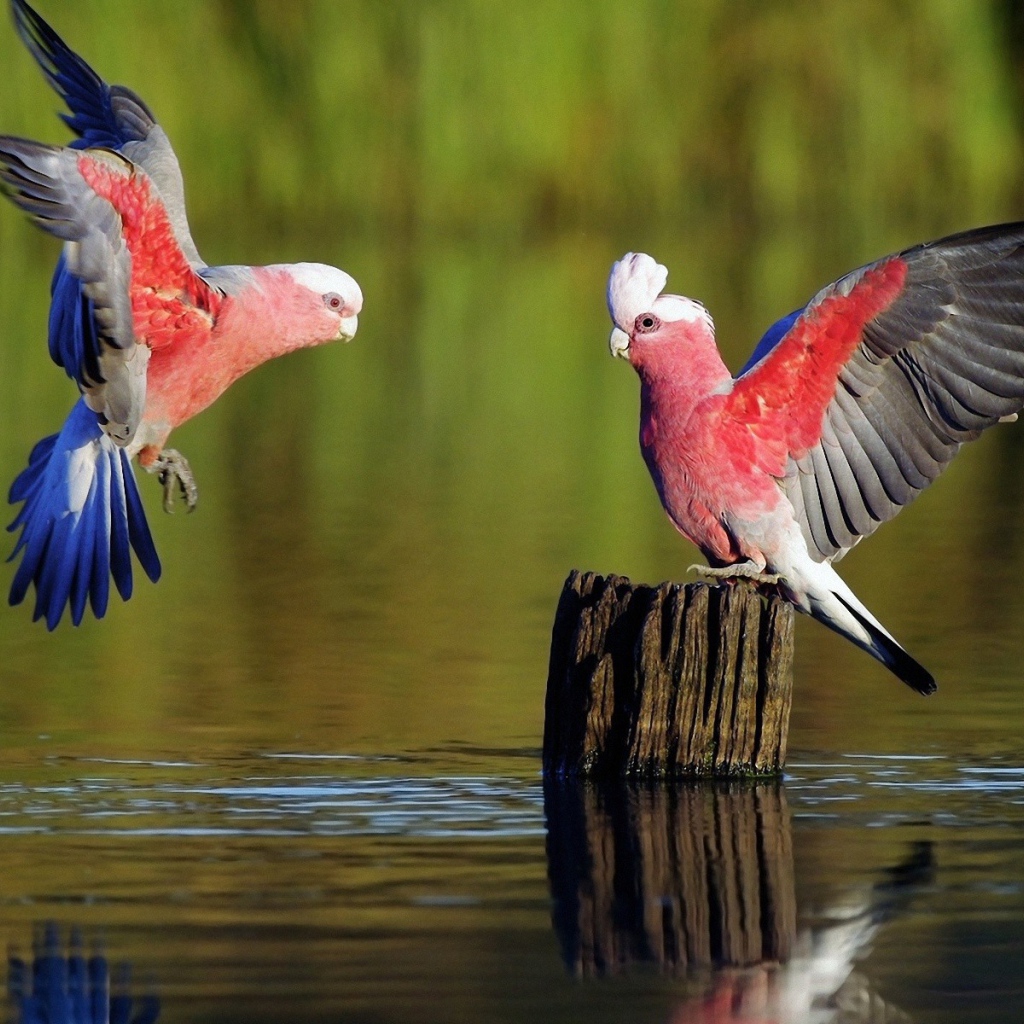 Розовые птицы у пенька торчащего из воды
