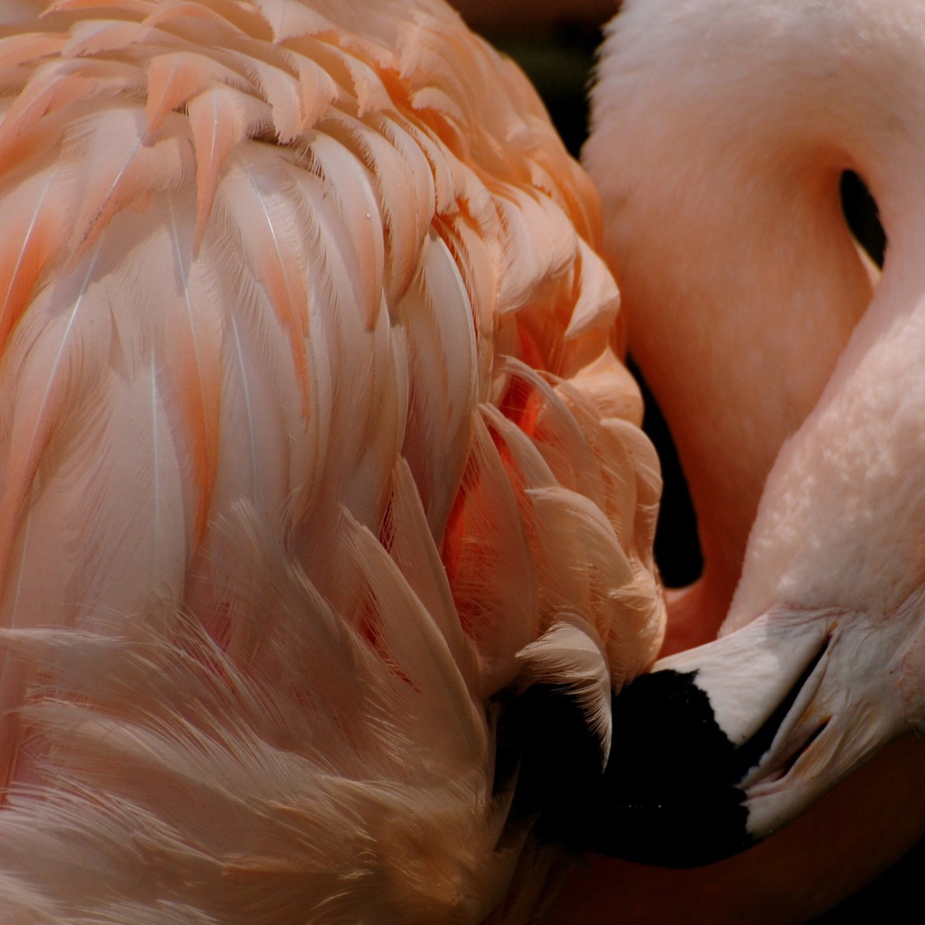 Розовый фламинго чистит перья