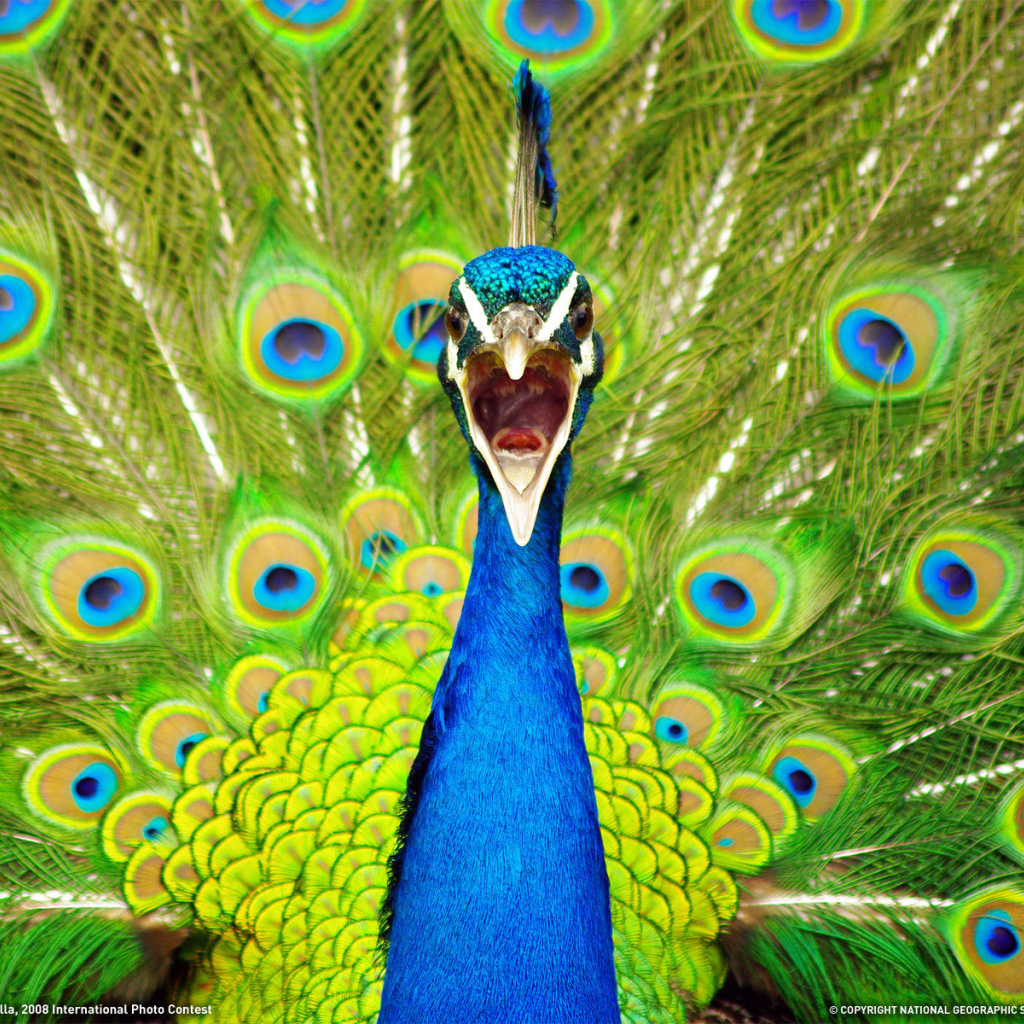 Портрет павлина