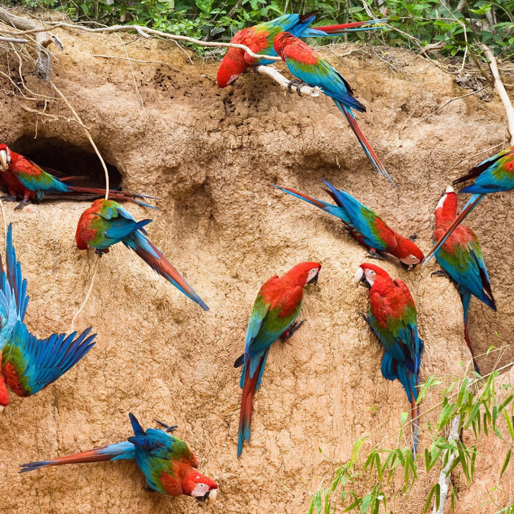 Гнезда радужных попугаев