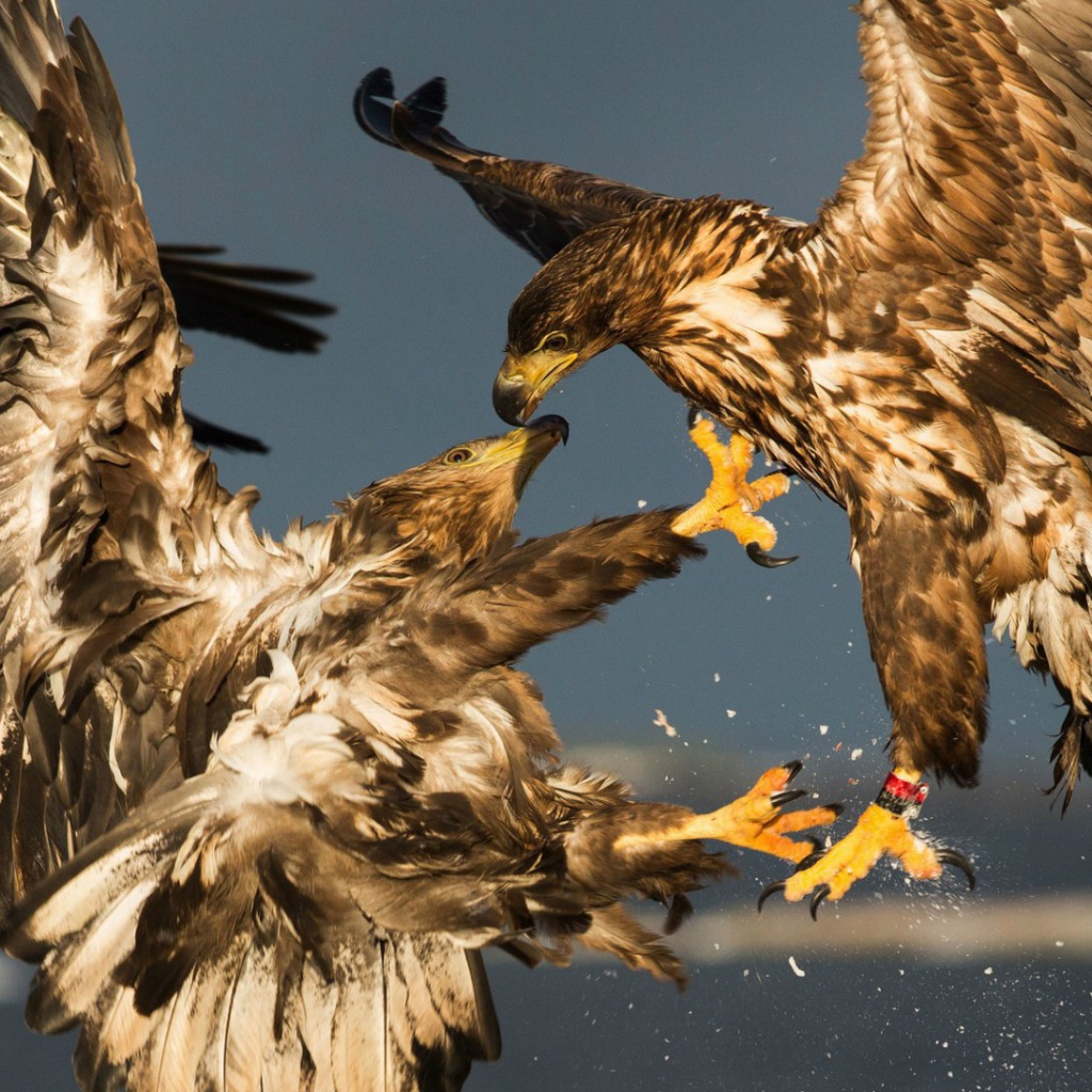 Схватка двух беркутов
