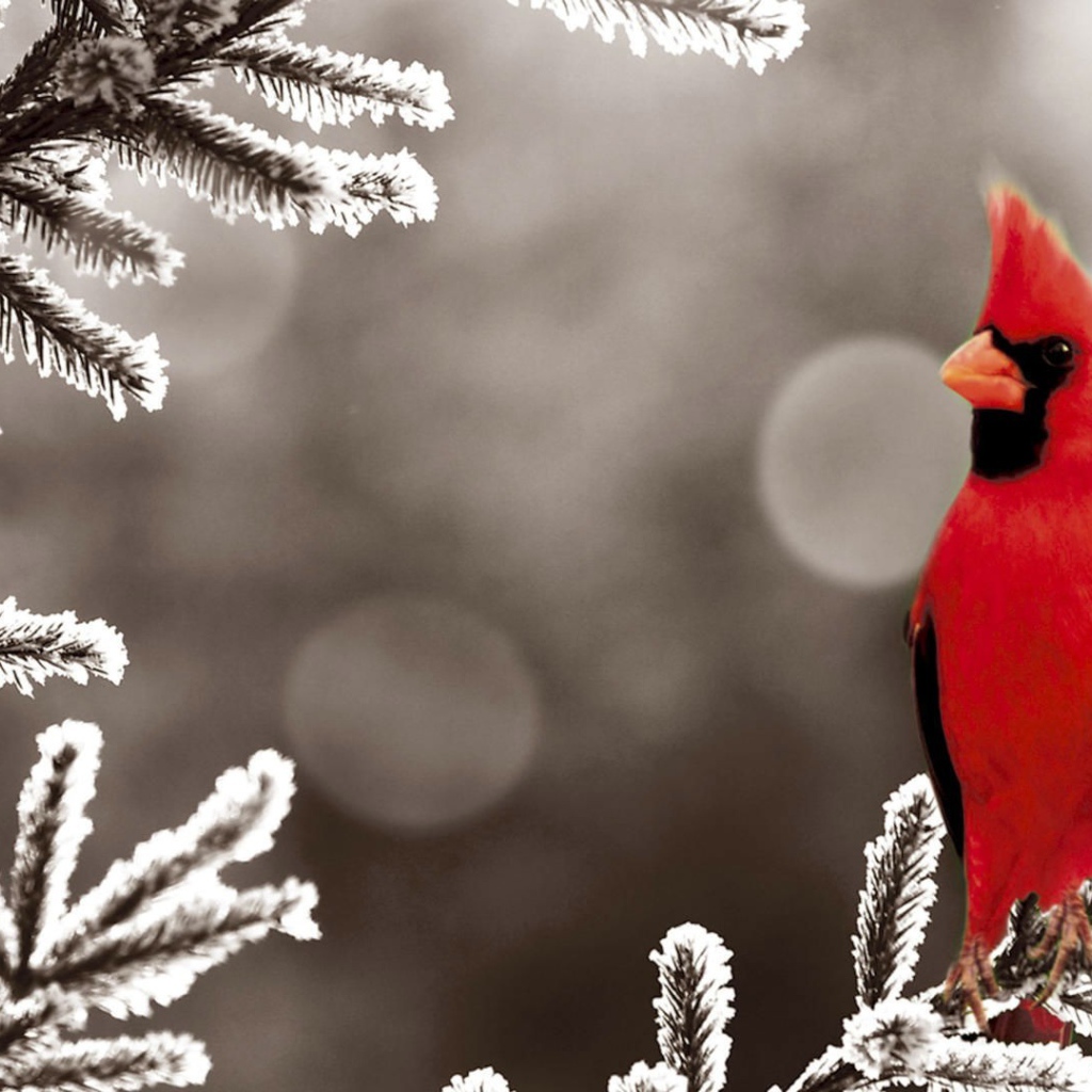 Красный кардинал на покрытой инеем ветке