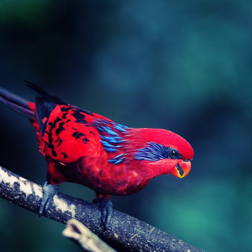 Красная птица с черным хвостом